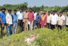 లేగ దూడపై చిరుత దాడి !